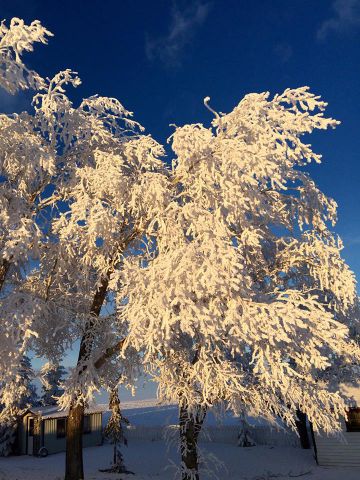 Jack Frost Dalum