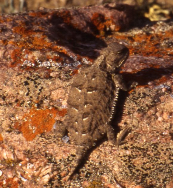 GreatPlainsShortHornedLizard