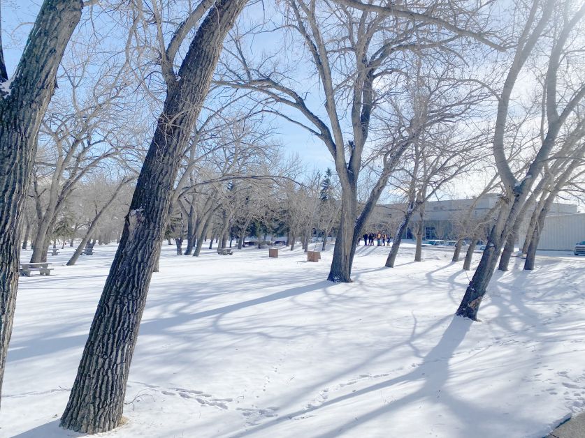 Centennial Park poplars