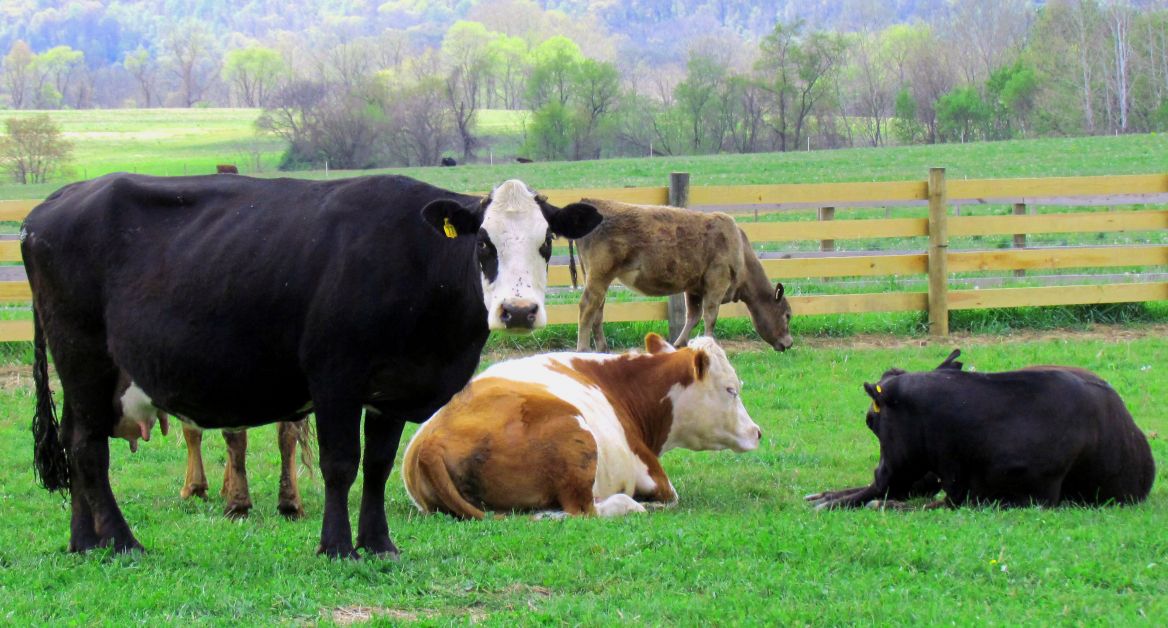 Copy of Farm cows