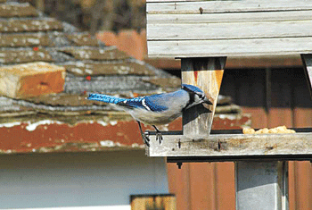 blue-jay.gif