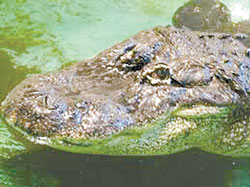 fred-alligator.jpg