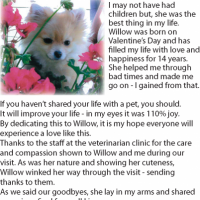 Remembrance for Willow